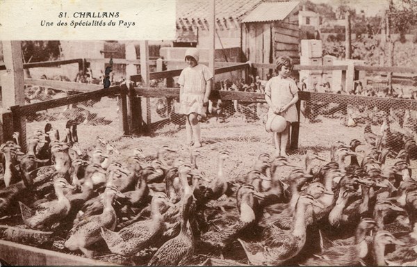 Challans, duck farming