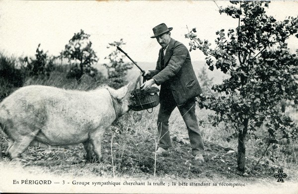 Périgord, truffle hog and its owner