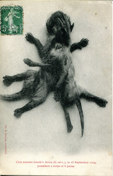 Monster cat found in Arrou on 25 September 1904