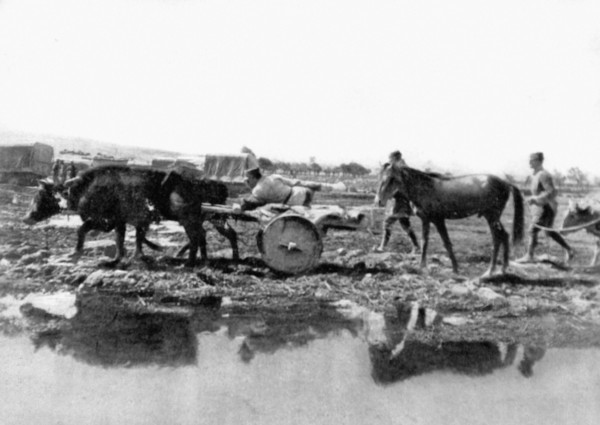 Return of a Turkish convoy on the Greek-Turkish front of Anatolia