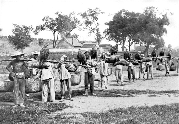 Chasse à l'aigle en Chine (1910)