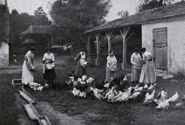 Basse-cour dans une ferme-école