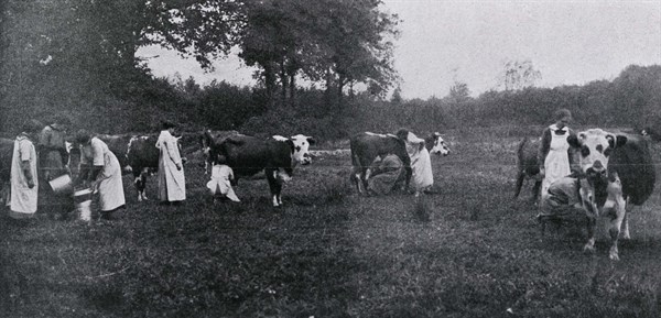 Traite des vaches dans une ferme-école