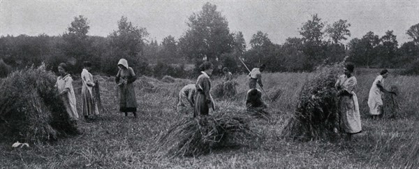 Moisson dans une ferme-école