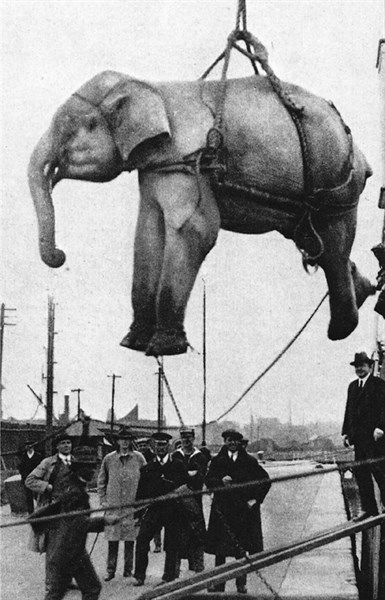 Loading of a white elephant aboard a ship