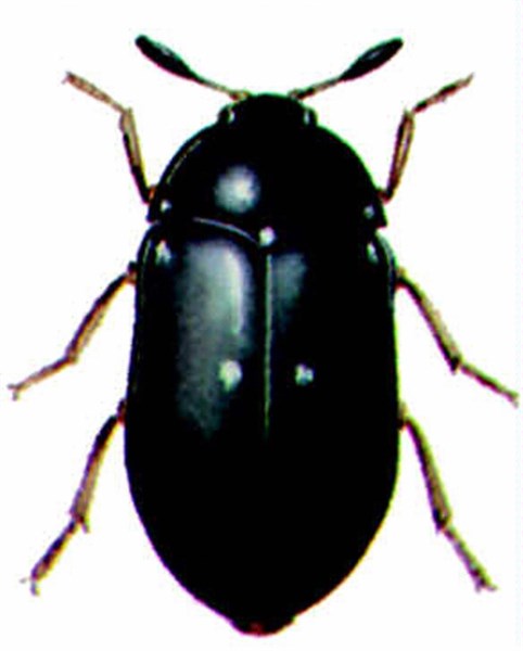 Dermestid (Attagenus pellio)