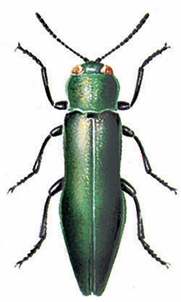 Agrilus viridis