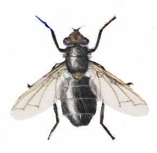 Mouche bleue de la viande (Calliphora erythrocephala)