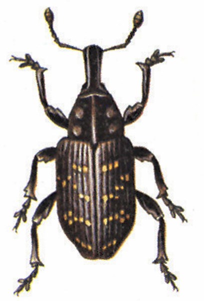 Large pine weevil (Hylobius abietis)
