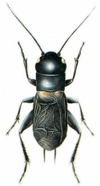 Field cricket (Gryllus campestris)