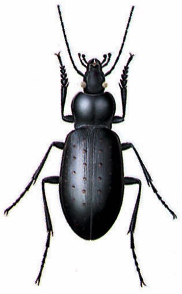 Carabus hortensis