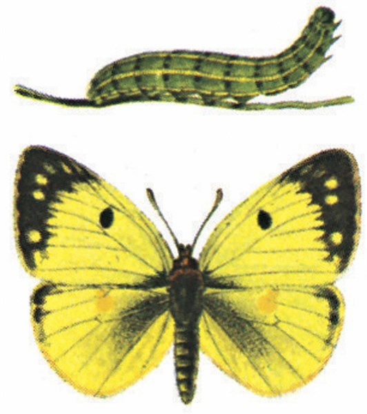 Pale Clouded Yellow (Colias hyale)