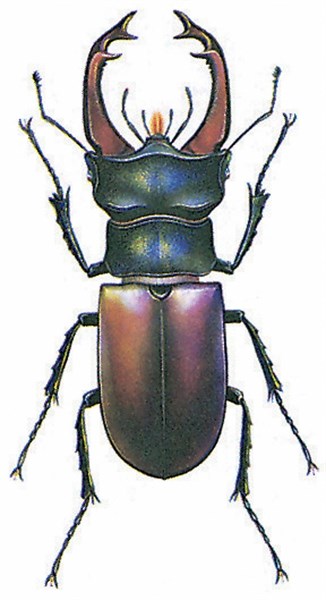 Stagbeetle (Lucanus cervus)