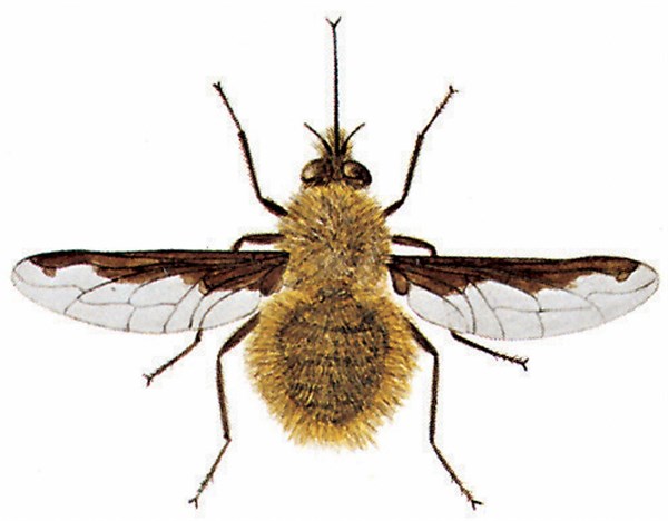 Greater bee fly (Bombylius major)
