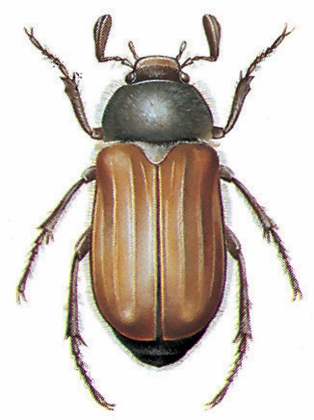 Summer chafer (Amphimallon solstitiale)