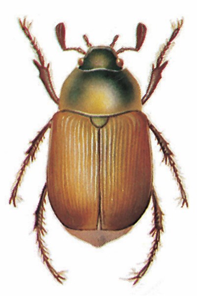 Chafer (Anomala dubia, Scarabaeus)