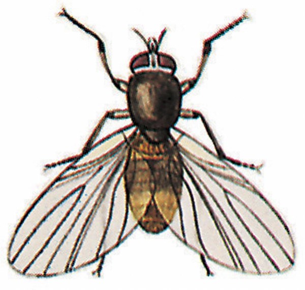 Mouche noire (diptera)