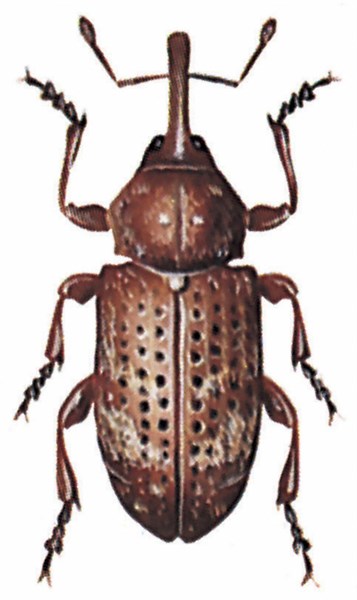 Banded pine weevil (Pissodes pini)