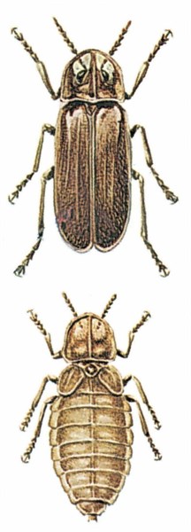 Lightningbugs (Lampyridae)