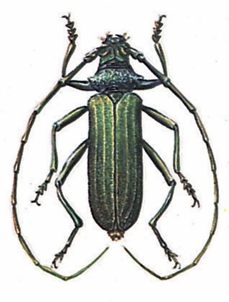 Aromia moschata