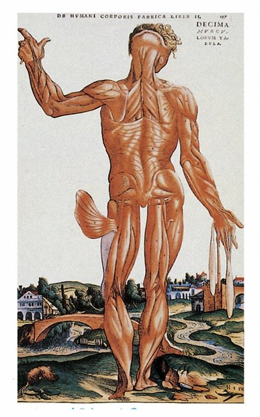 Illustration of human muscle structure