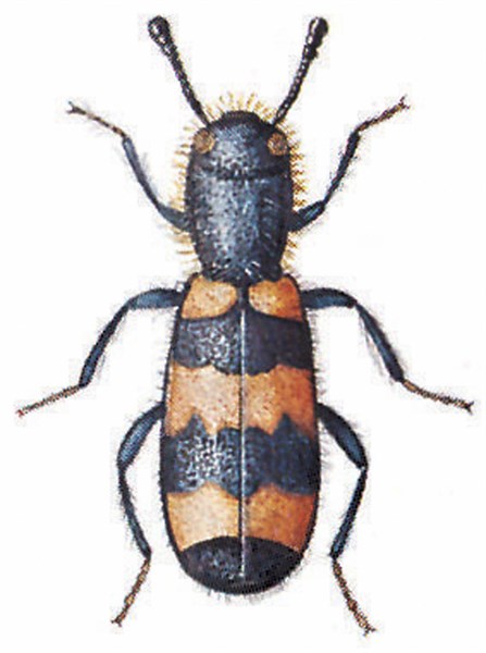 Bee beetle