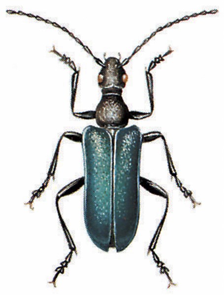 Gaurotes virginea