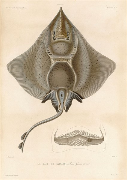 Gaimard's ray