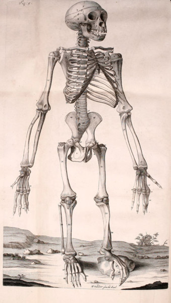 Squelette de chimpanzé