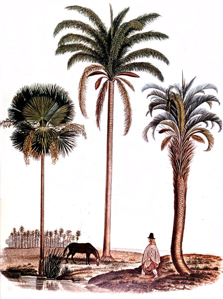 Darwin, Gravure extraite du voyage à bord du Beagle