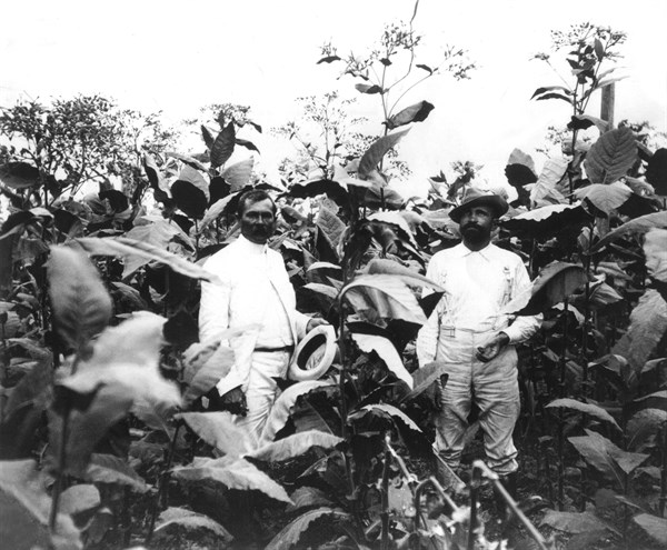 Champ de tabac à Cuba