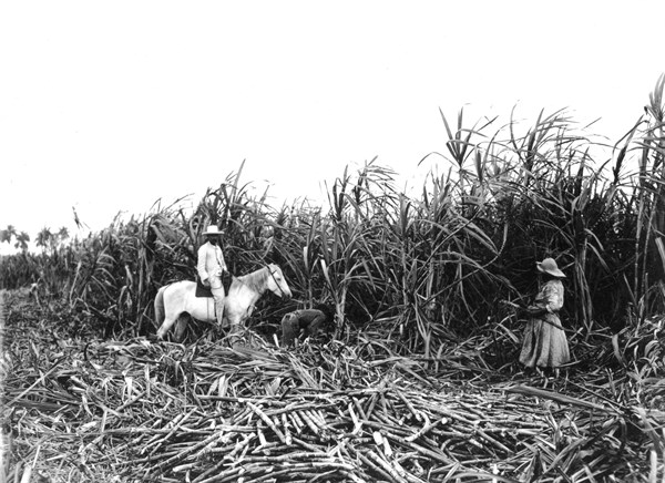 Récolte de la canne à sucre dans une plantation
