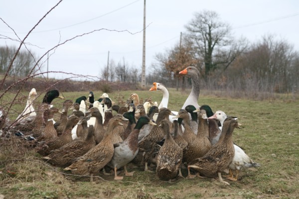 Oies et canards