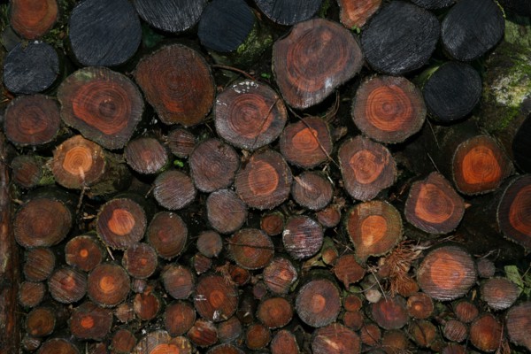 Rondins de bois
