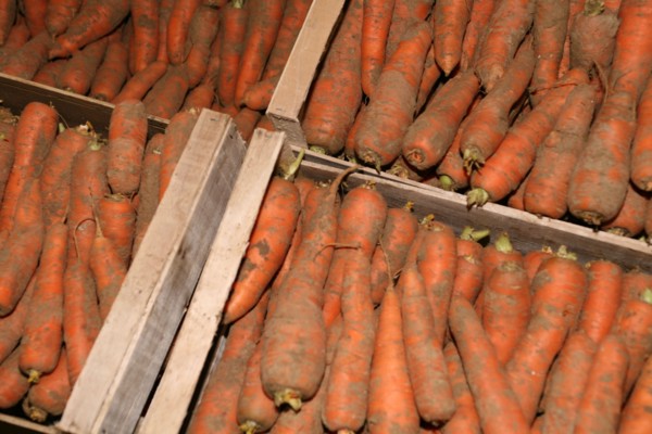 Carottes en cageot