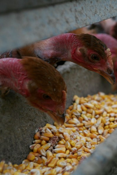 Mangeoir de poules