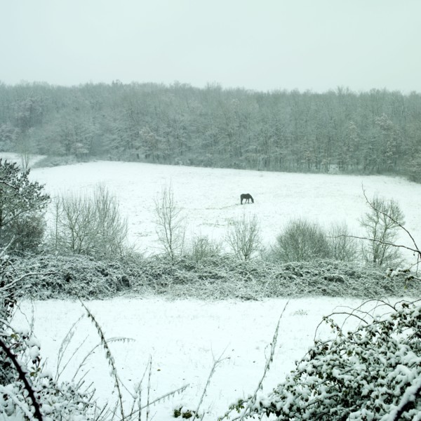 Cheval dans un champ enneige