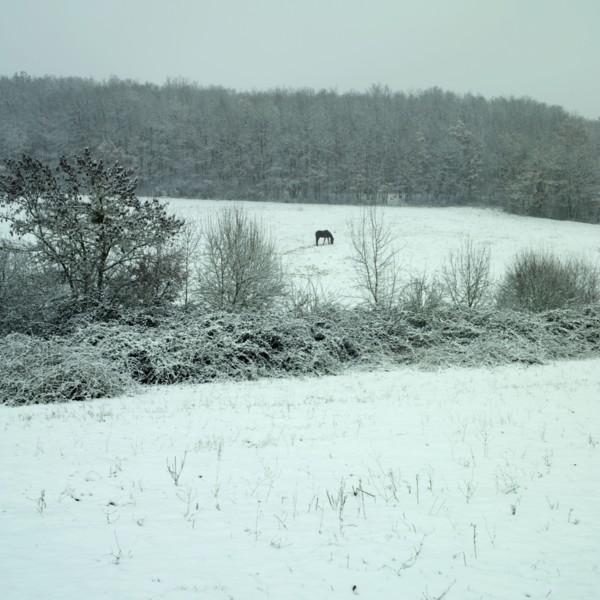Cheval dans un champ enneige