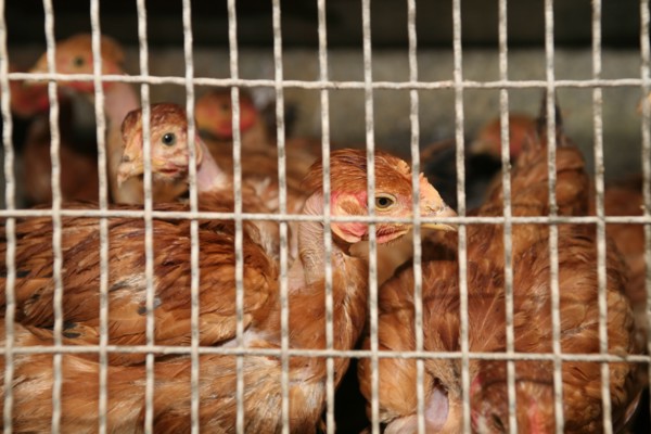 Poules en cage