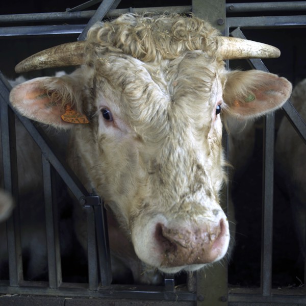 Tête de taureau