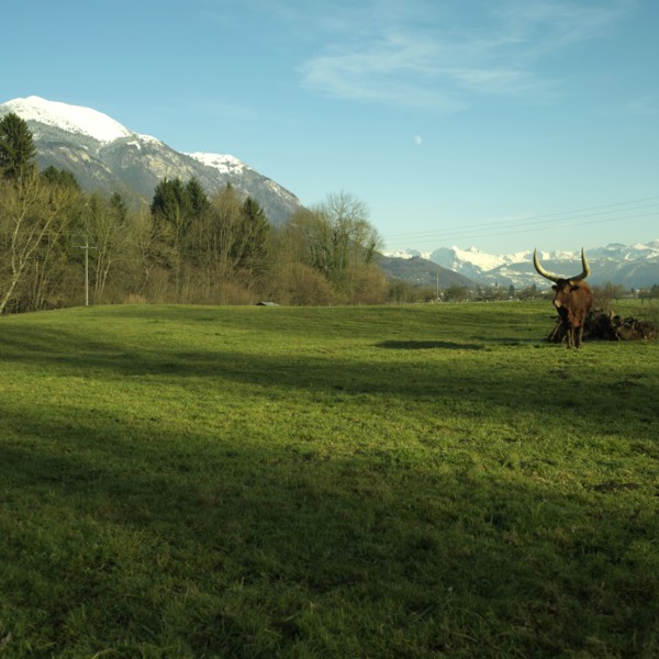Vache dans un pre