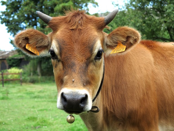 Vache broutant dans un champ en hiver