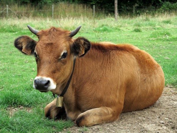 Vache broutant dans un champ en hiver