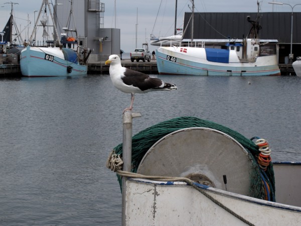 Mouette dans le port danois de Kerteminde