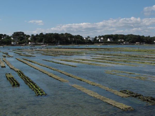 Parc a huitres dans la baie de Larmor Baden