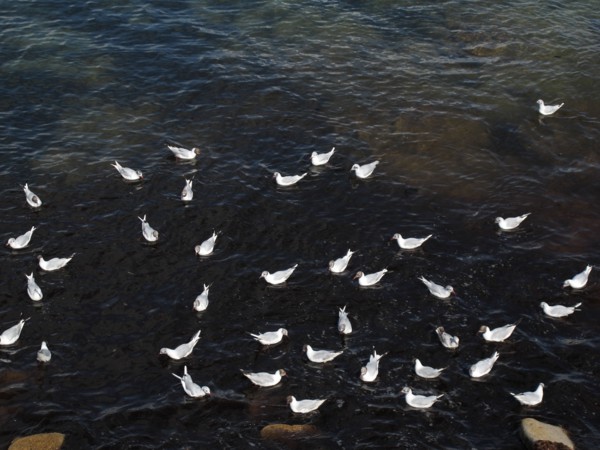 Sternes au large de la Trinite-sur-Mer