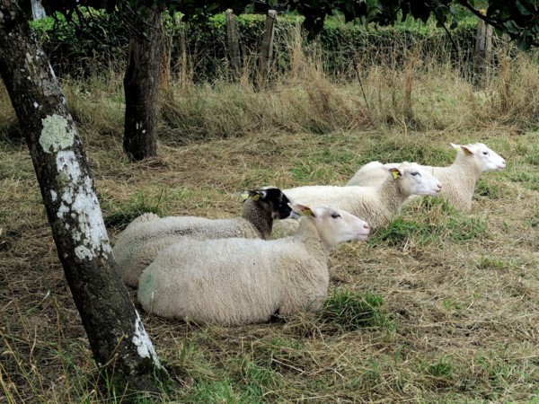 Alignements du Menec à Carnac