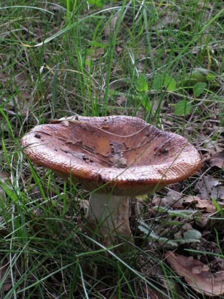 Champignon