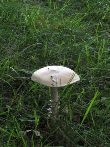 Champignon