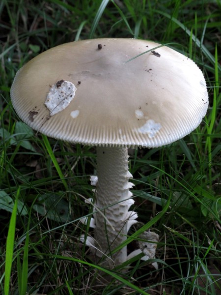 Champignon